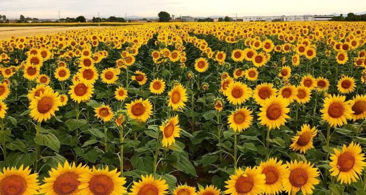 Cortona, zonnebloemenvelden in het Toscaanse dal