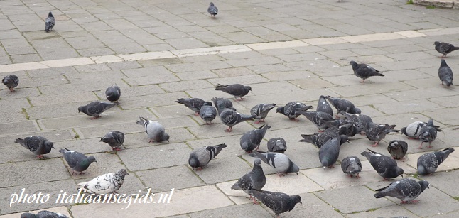 Duivenhinder in Venetië, denk aan de maatregelen